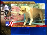 Stray dogs terrorise Hyderabad residents