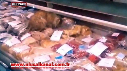 Bu kedi tam bin dolarlık deniz ürünü yedi