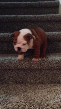 English Bulldog puppy conquers the stairs