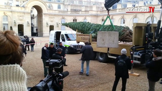 Le sapin de l'Elysée est arrivé