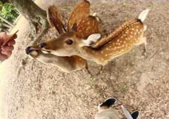 Naughty Deer Doesn't Want to Share Biscuits