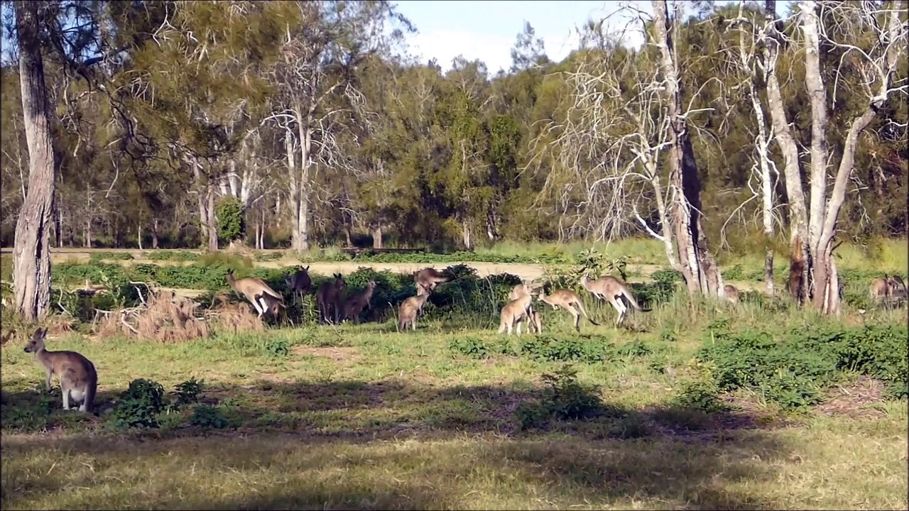 Visite aux kangourous - Gold Coast - Fevrier 2014
