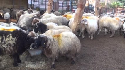 Kilis'te Hayvan Kaçakçılarına Yönelik Operasyon