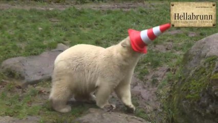 Polar Bears Celebrate First Birthday By Wearing Traffic Cones as Party Hats