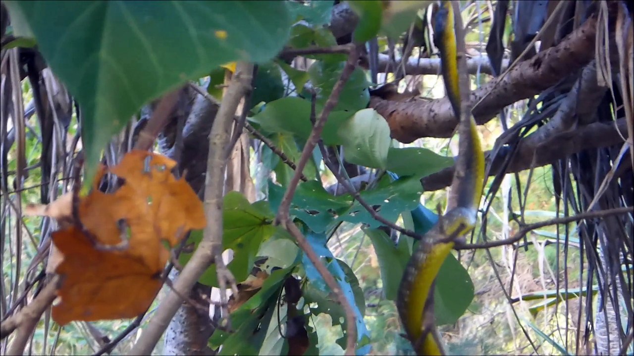Moreton Island - Mars 2014