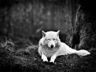 Mantis amp Rekoil • Trauma (Original Mix)