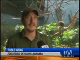 Cría de mono cuellirojo nació en el Zoológico de Guayllabamba