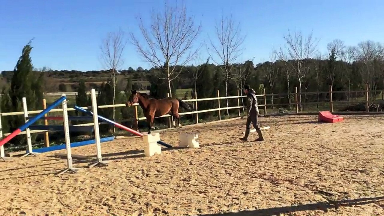 Jivaro du Rouet 4ans