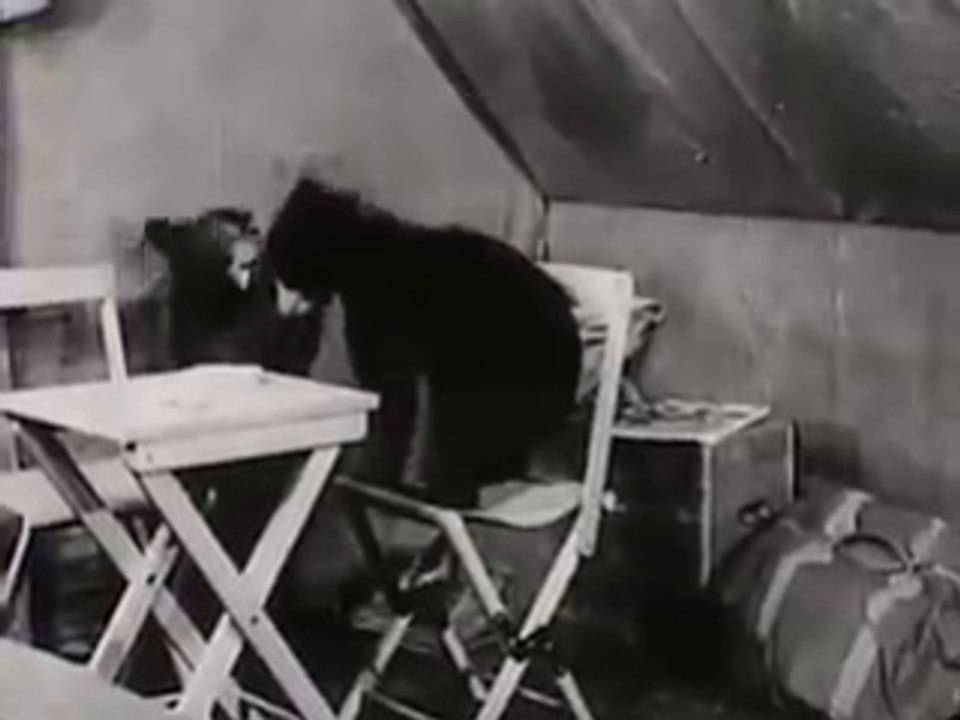 VINTAGE 1950s SUGAR CRISP CEREAL AD ~ ANIMATED SUGAR CRISP BEARS ARE REPLACED WITH REAL BEARS