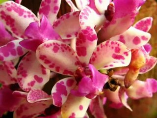 Orquídeas Maravilhas da Natureza