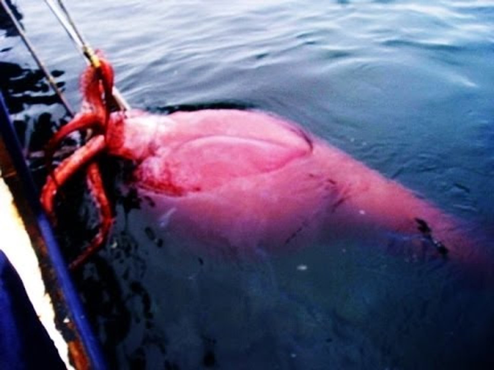 10 Extremely super big animals