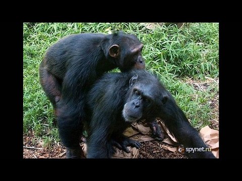 Защитник прав животных Юрик юрист ВДВ))