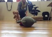 Slow Motion Puppy Attack