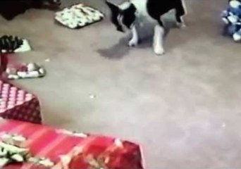Boston Terrier Enjoys Classic 90s Toy