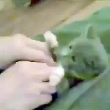 Best Of Vine Cuteness Level Over 90000