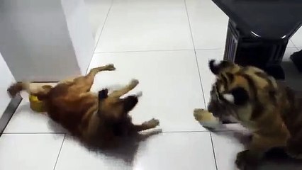 Dog vs Tiger Who wins hhhh