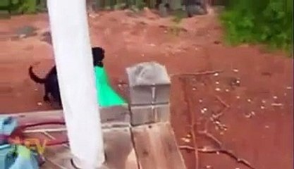 Rescue Dog Saves Dying Baby