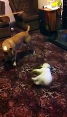 pitbull vs bichon frise
