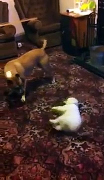 pitbull vs bichon frise
