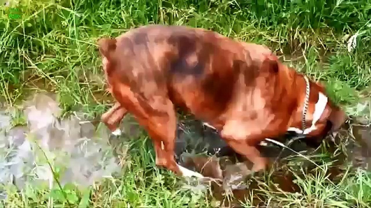 Ultimate Funny Dog Videos Compilation 2014