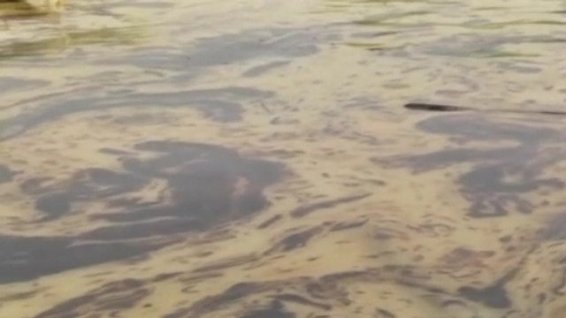 Bangladesh oil spill sparks wildlife fears