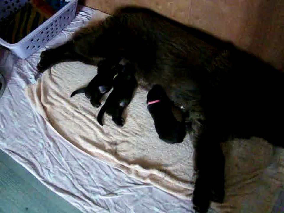 chiots terre neuve marron bronze de l'élevage de VALOYAN