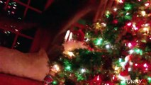 Funny Cats Who Hate Christmas  Compilation 2015 - Cute Cats vs. Christmas Tree