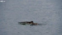 Owl Swimming Butterfly Storke in a Lake