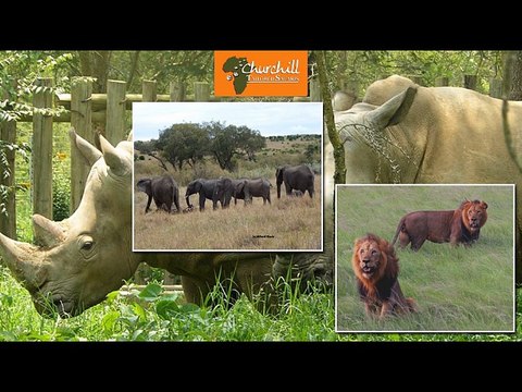 Churchill Safaris Offering Exciting Gorilla Safaris in Uganda at Reasonable Prices