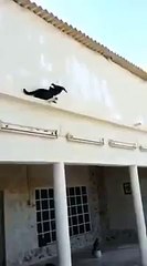 Güvercini yakalamak için şekilden şekile  kedi