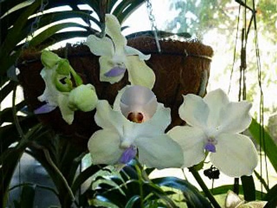 Mes vanda