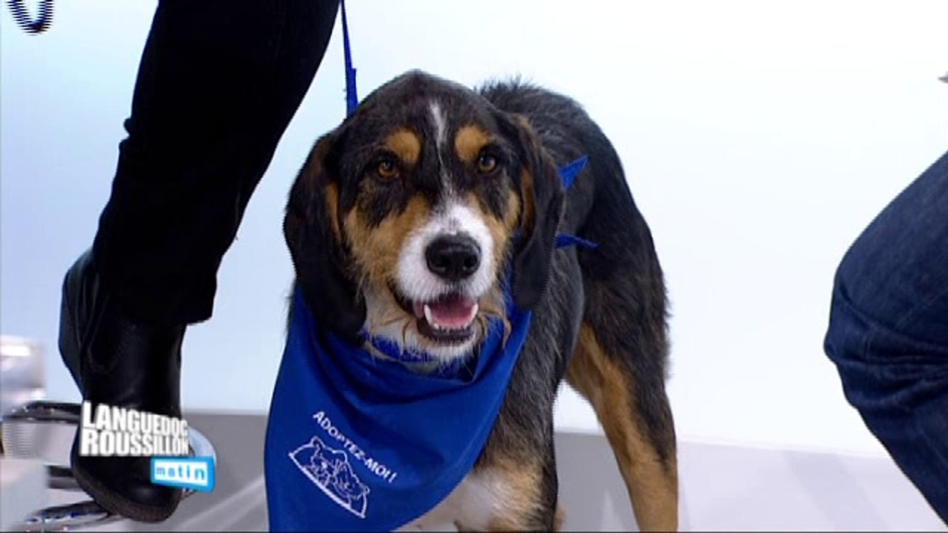 Spa Montpellier Chien A Adopter Thisisourland