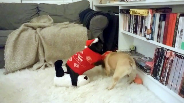 2 Frenchies and a Hat