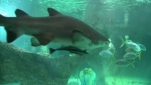 Une crèche dans un aquarium à requins