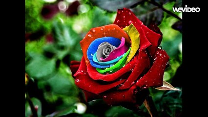 قصيدة عيناكي هي المشكلة بصوت باسم