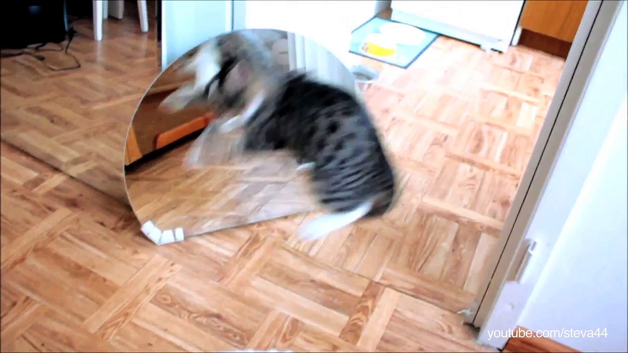 La guerre des chatons et chiots contre les miroirs a commencé