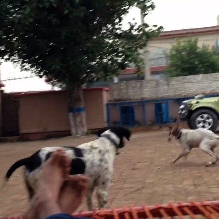 Pointer playing 2014 hero&yogo
