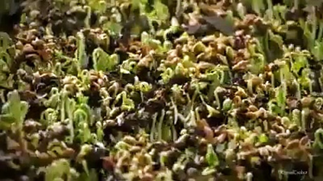 watch this beautiful nature amazing.