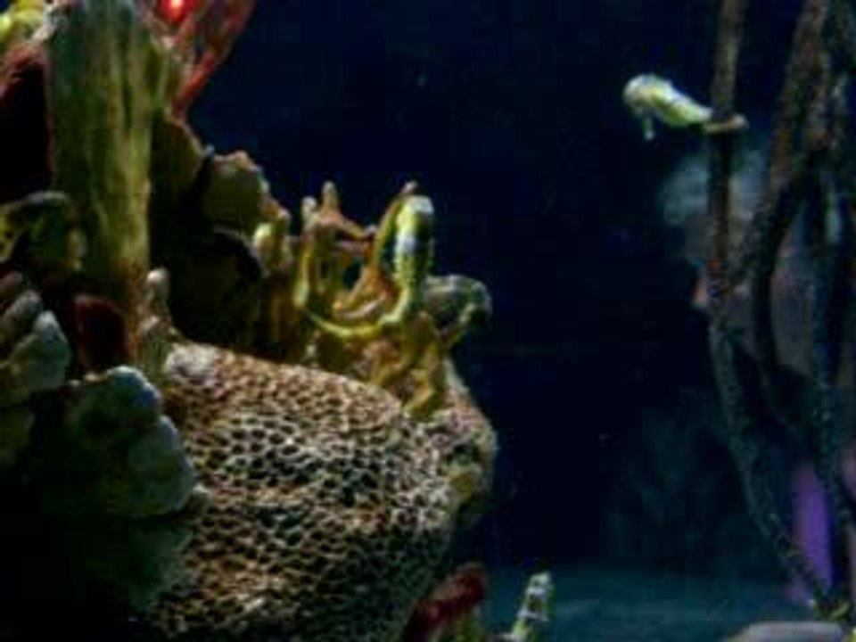 caluti de mare