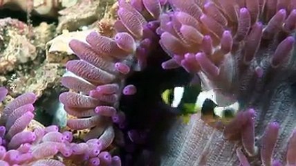 under water amazing creation of allah,