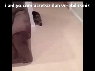 Aşkından kendini içkiye vuran kedi