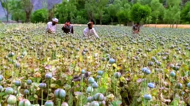 VICE Season 2_ Episode #11 Preview (HBO)