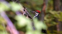 Pileated Woodpecker