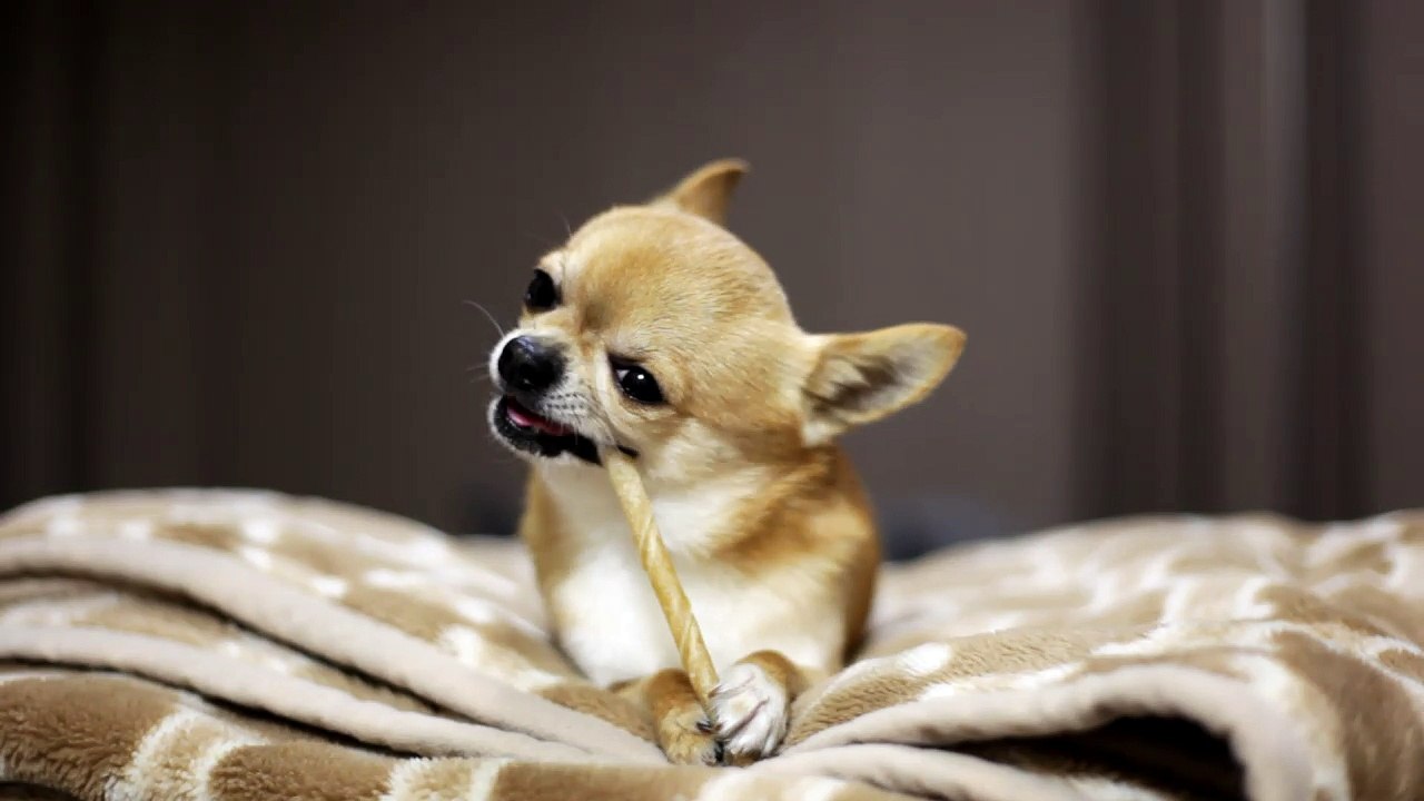 Tasty Stick