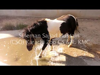 Miniature Horse  in karachi zoo Video By Suleman Sajjad