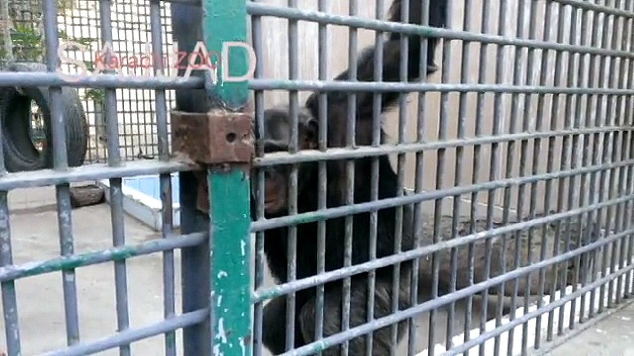 Chimpanzee  in karachi zoo Video By Suleman Sajjad