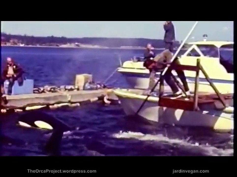 FFPANIMALE TV Les Orques, Vivre libre ♥ Orcas, should livre free FRAN-ENG