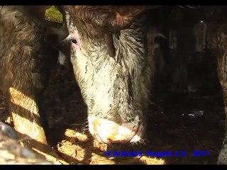 FFPAnimale Officiel TV Long Distance Animal Transports from the EU to Turkey (2011)