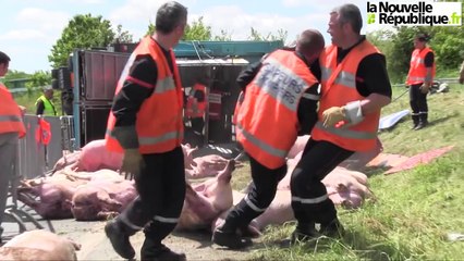 Des dizaines de cochons tués dans un accident près de Niort