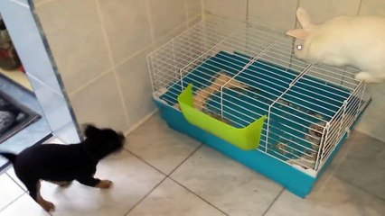 Best Funny Pets Rottweiler Puppy vs Rabbit.